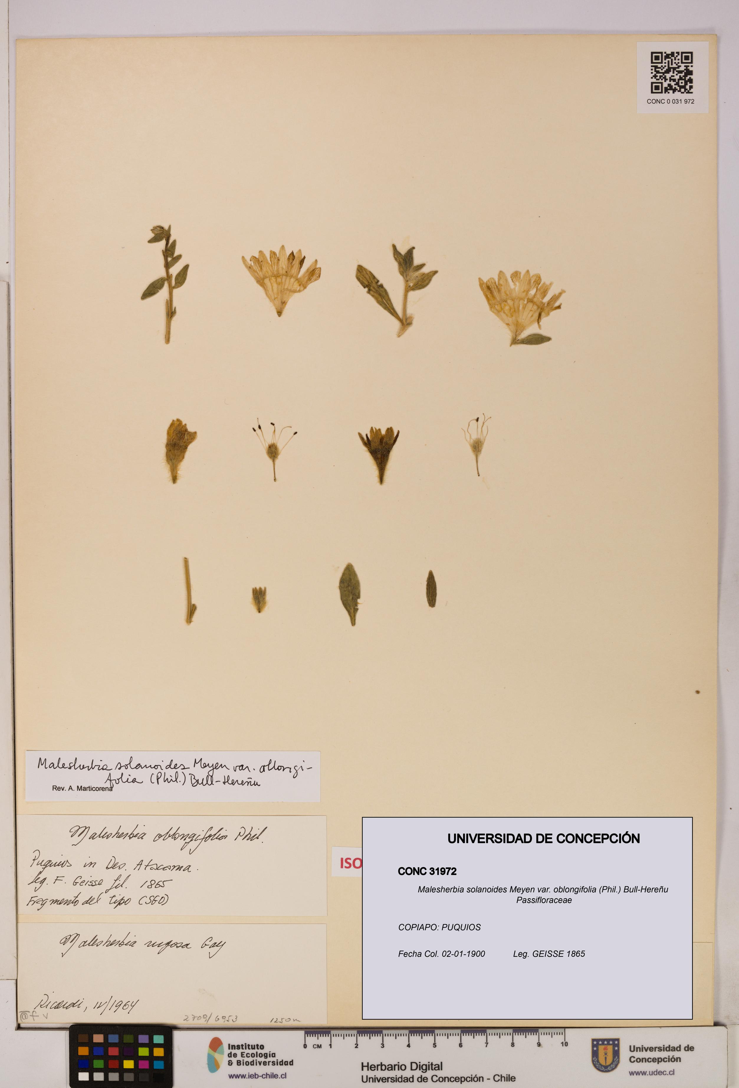 Malesherbia solanoides var. oblongifolia [Espécimen: UDEC:CONC:0031972]