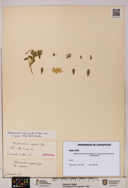Malesherbia solanoides [Espécimen: UDEC:CONC:0031973]