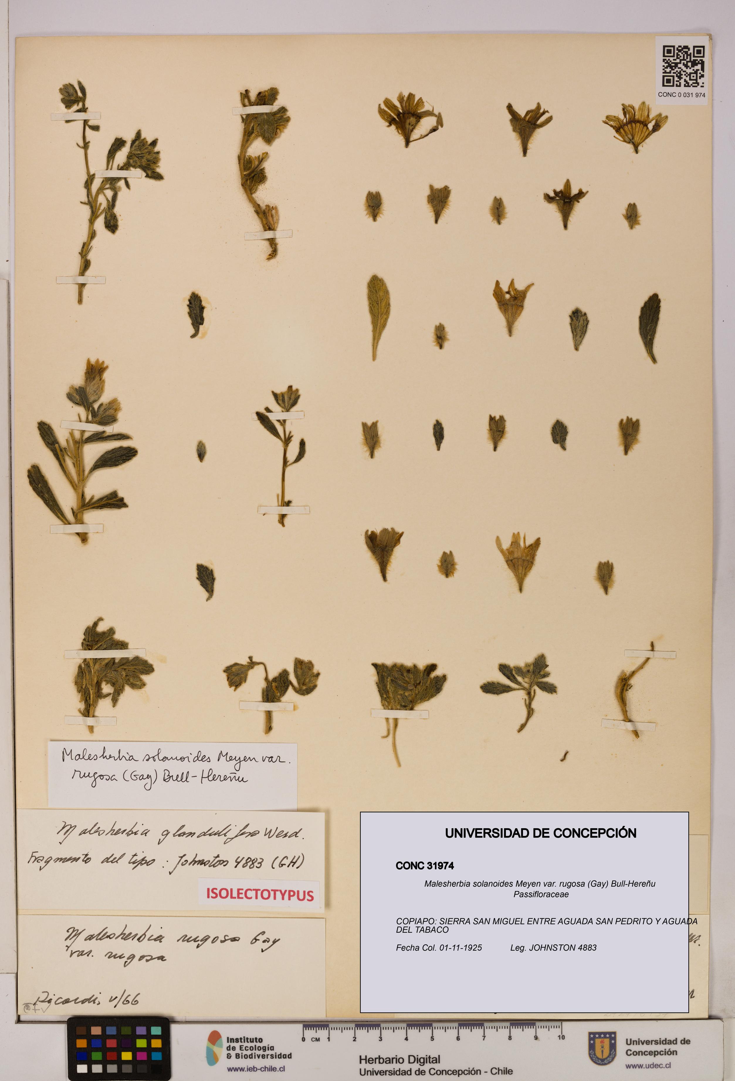 Malesherbia solanoides [Espécimen: UDEC:CONC:0031974]