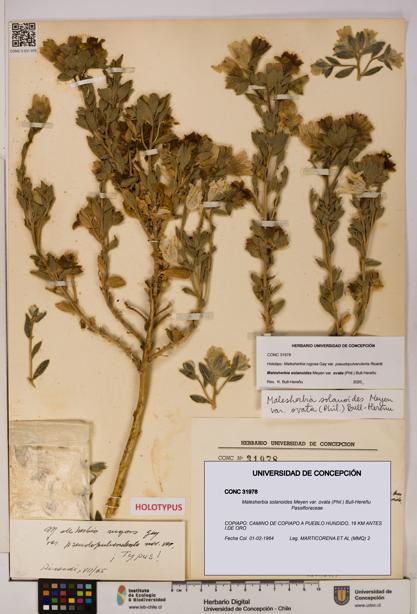Malesherbia solanoides [Espécimen: UDEC:CONC:0031978]