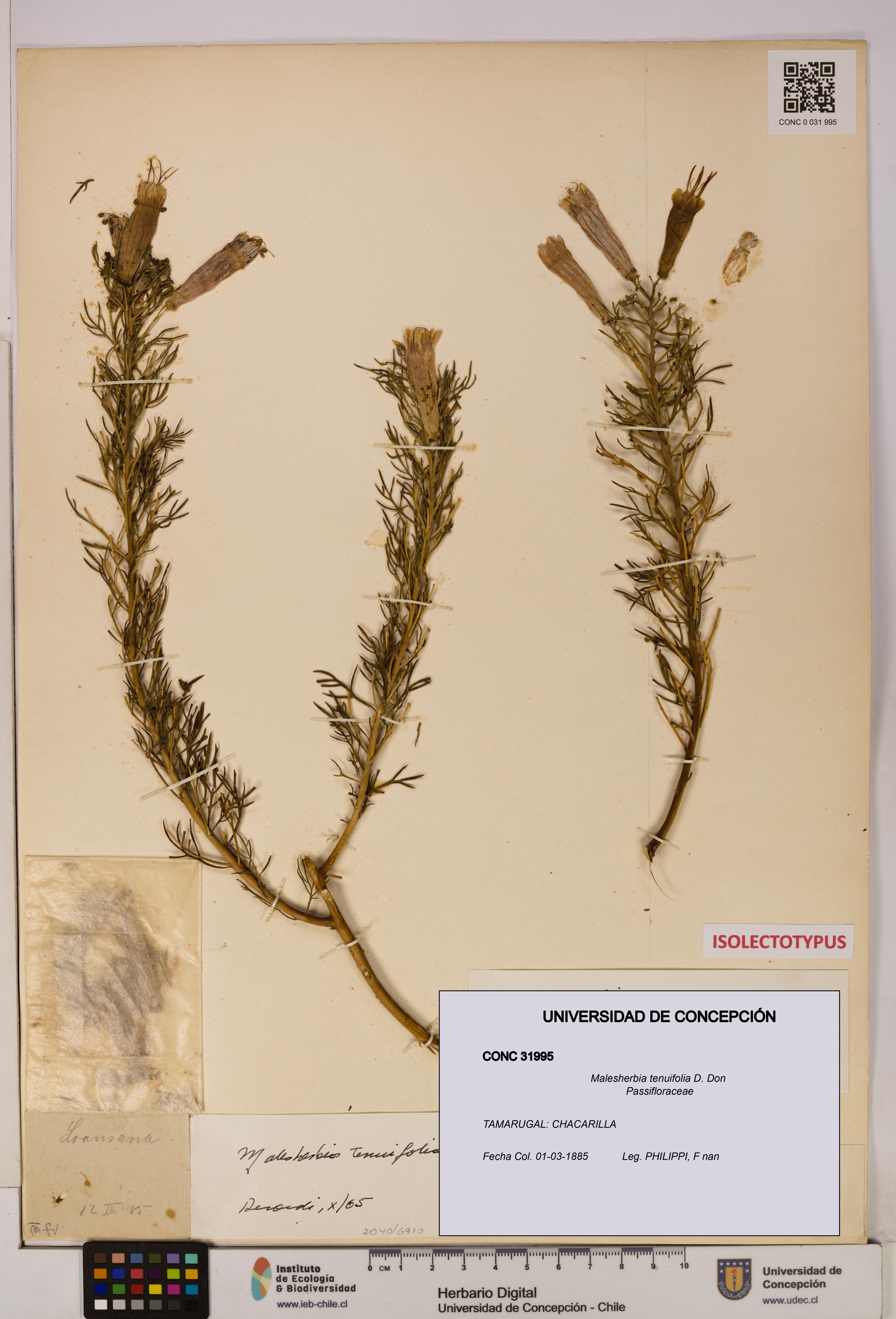 Malesherbia tenuifolia [Espécimen: UDEC:CONC:0031995]