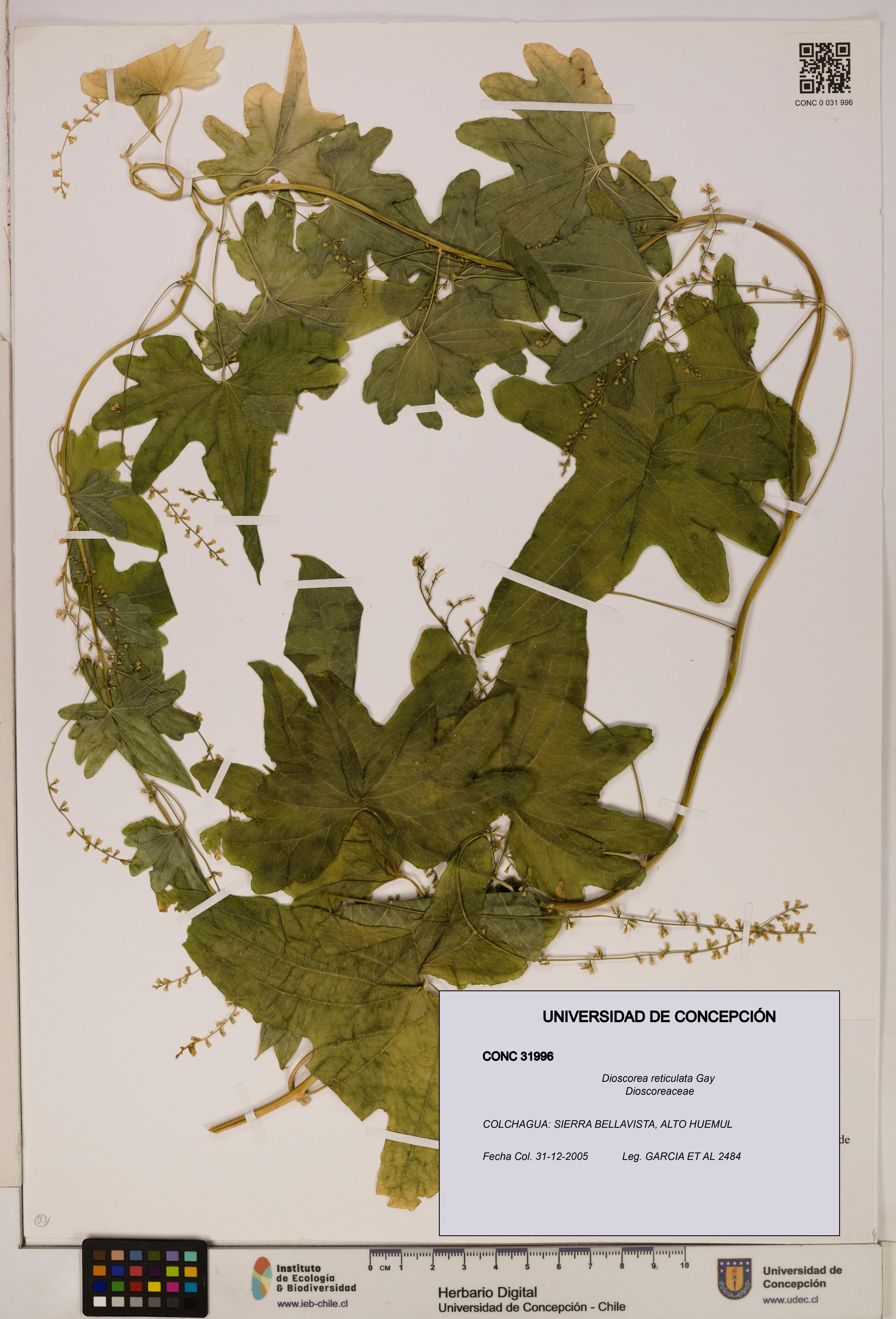 Dioscorea reticulata [Espécimen: ]
