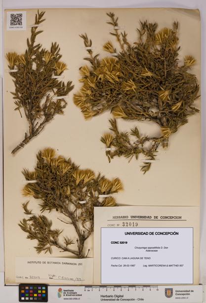 Chuquiraga oppositifolia [Espécimen: UDEC:CONC:0032019]