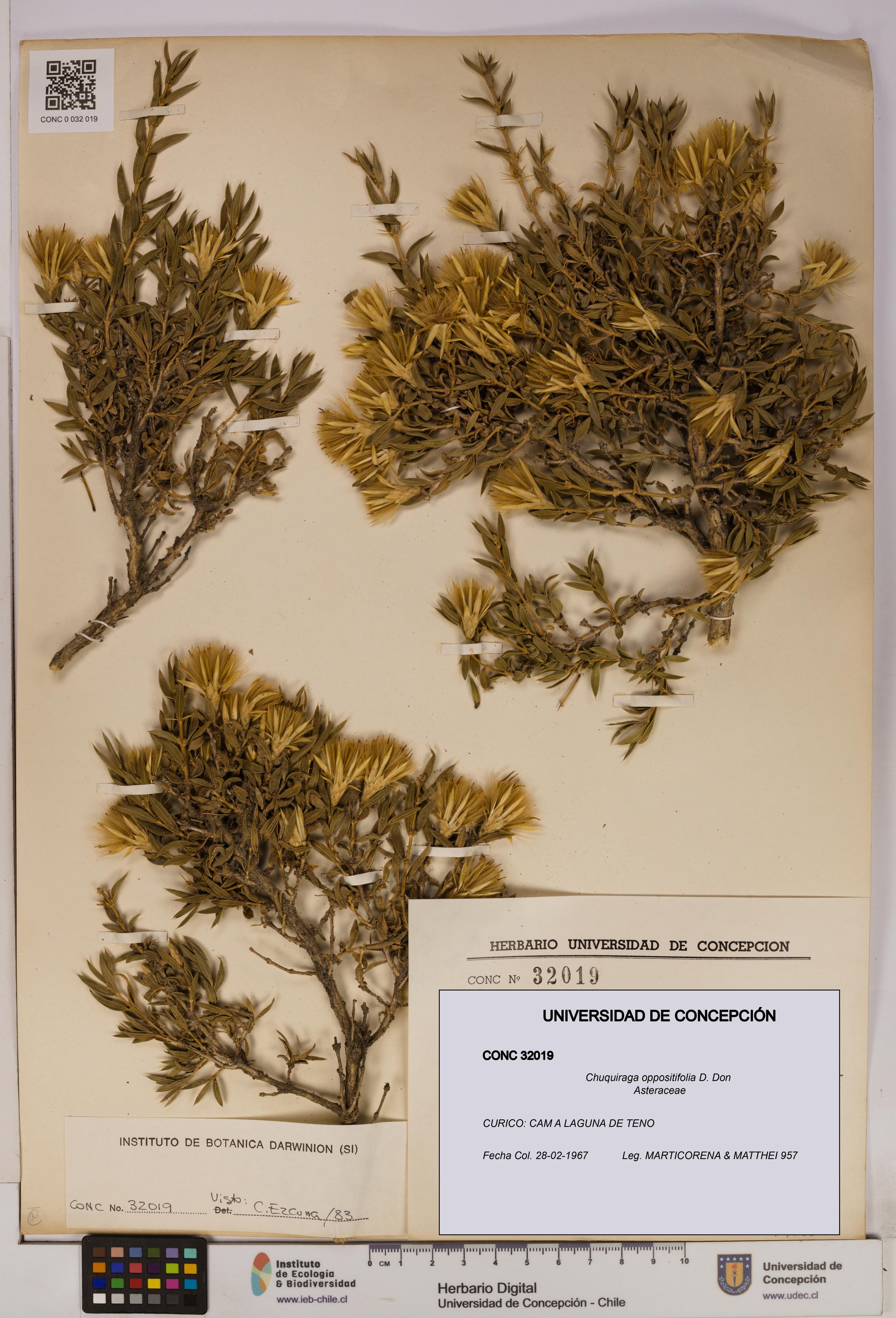 Chuquiraga oppositifolia [Espécimen: UDEC:CONC:0032019]