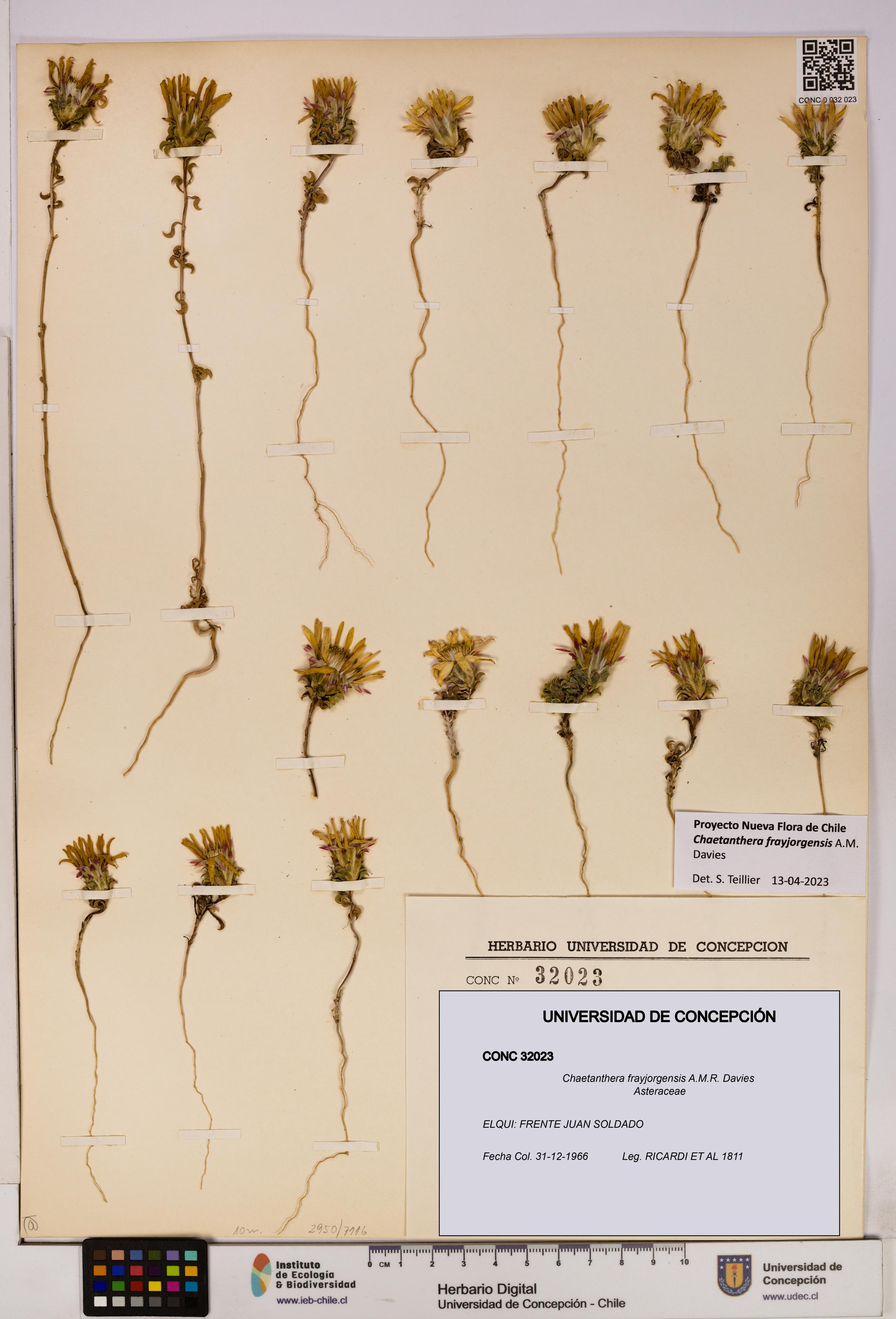 Chaetanthera frayjorgensis [Espécimen: UDEC:CONC:0032023]