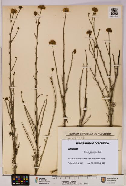 Erigeron fasciculatus [Espécimen: UDEC:CONC:0032024]