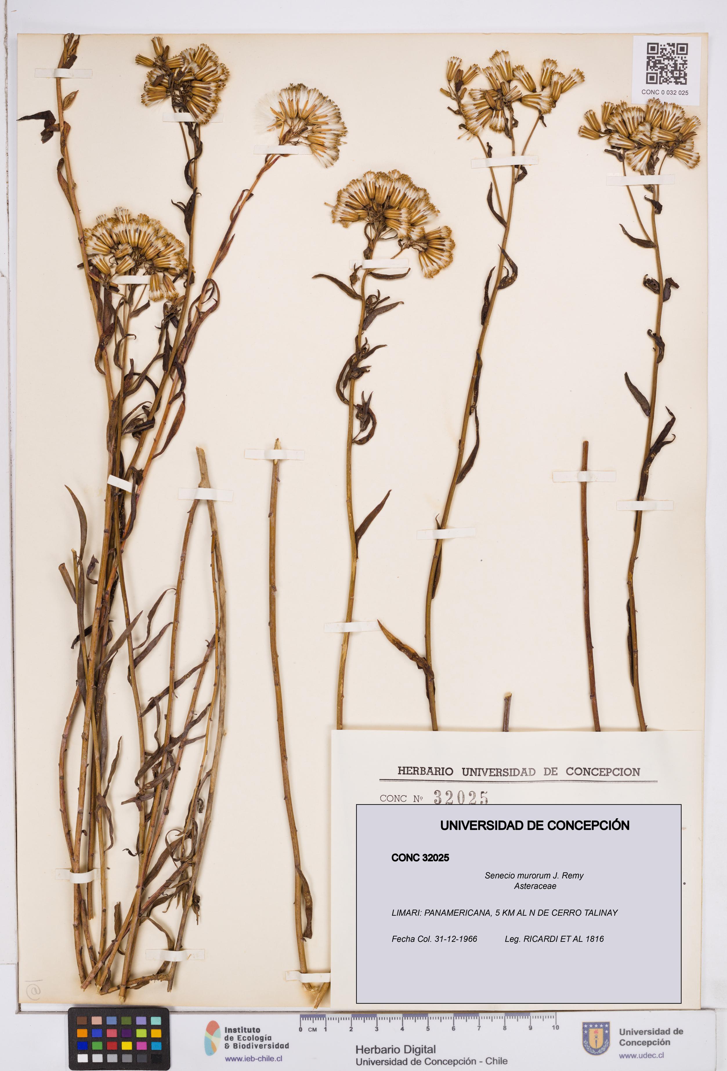 Senecio murorum [Espécimen: ]