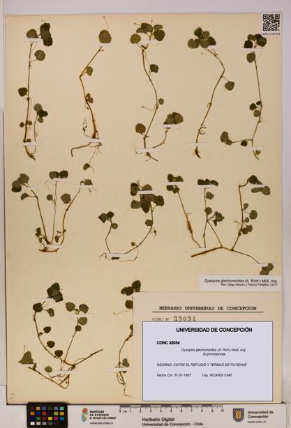 Dysopsis glechomoides [Espécimen: UDEC:CONC:0032034]