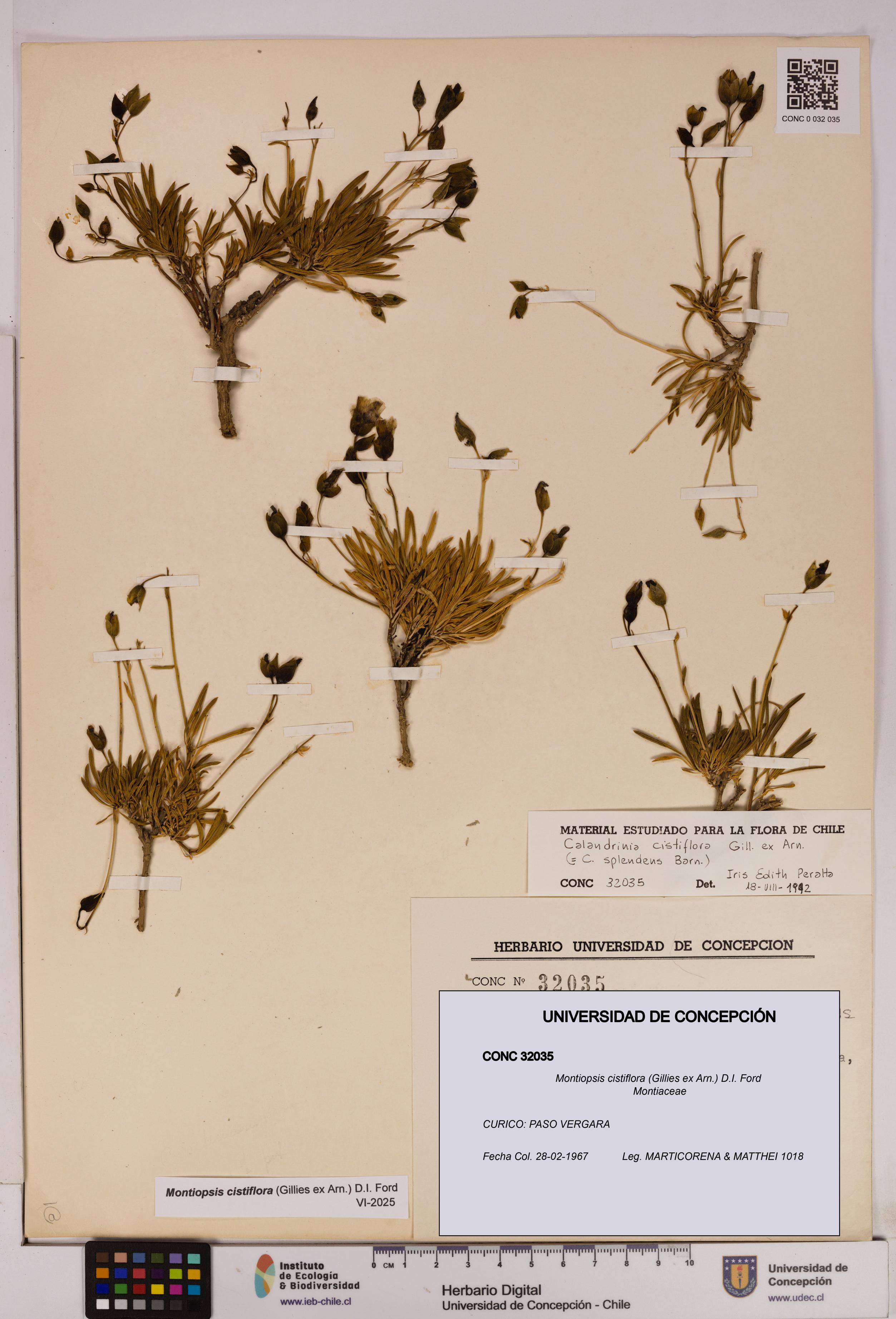 Montiopsis cistiflora [Espécimen: UDEC:CONC:0032035]