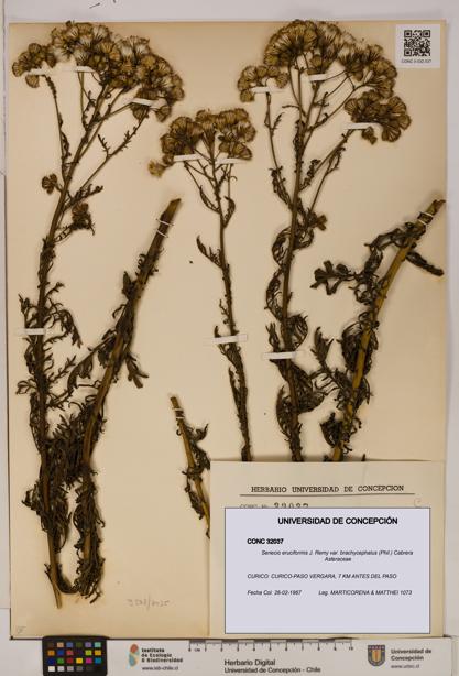Senecio eruciformis var. brachycephalus [Espécimen: UDEC:CONC:0032037]