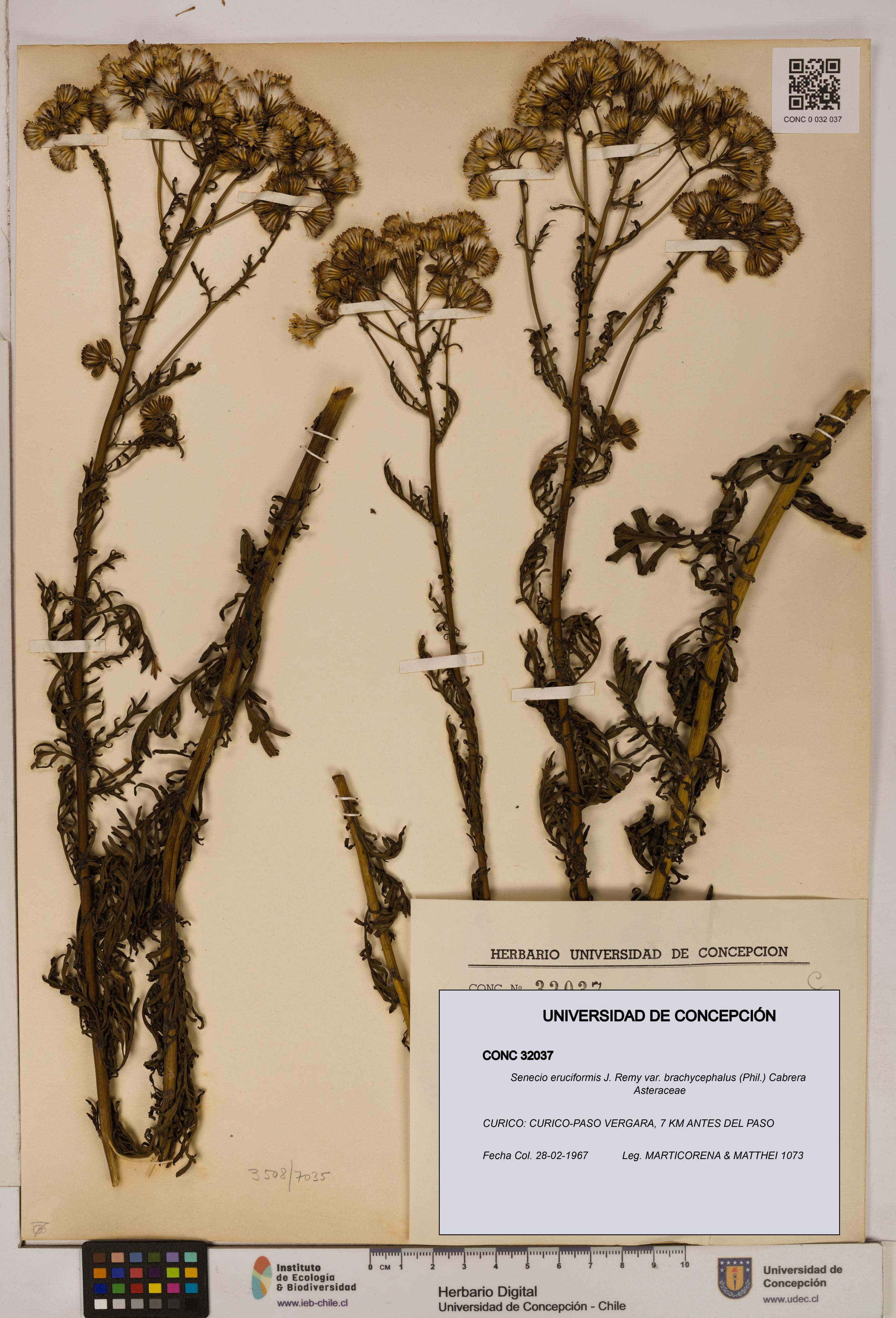 Senecio eruciformis var. brachycephalus [Espécimen: UDEC:CONC:0032037]