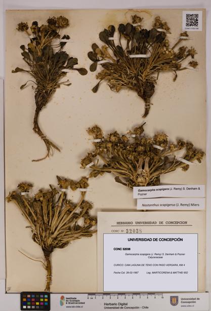 Gamocarpha scapigera [Espécimen: UDEC:CONC:0032038]