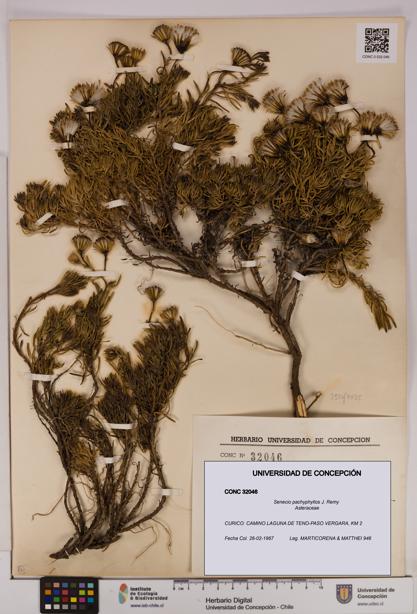 Senecio pachyphyllos [Espécimen: UDEC:CONC:0032046]