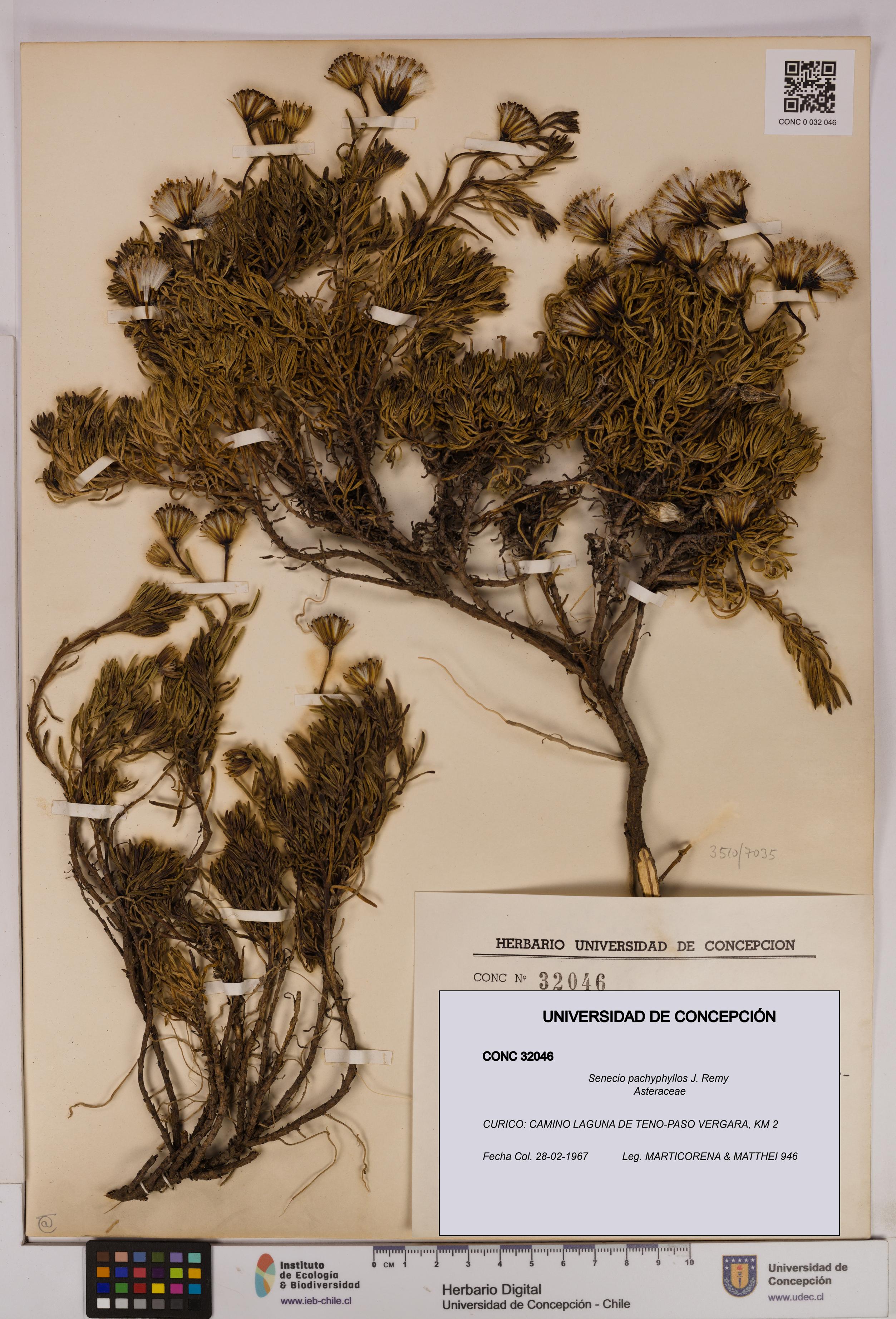 Senecio pachyphyllos [Espécimen: UDEC:CONC:0032046]