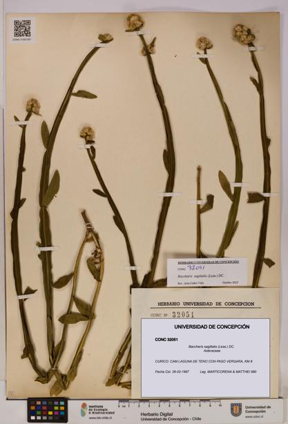 Baccharis sagittalis [Espécimen: UDEC:CONC:0032051]