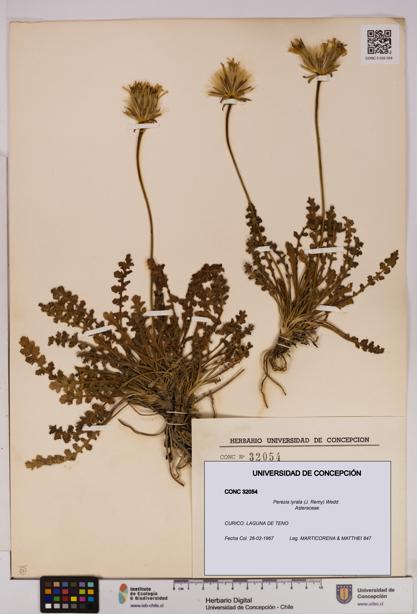 Perezia lyrata [Espécimen: UDEC:CONC:0032054]