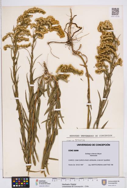 Solidago chilensis [Espécimen: ]