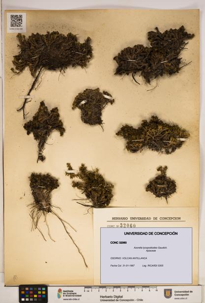 Azorella lycopodioides [Espécimen: ]