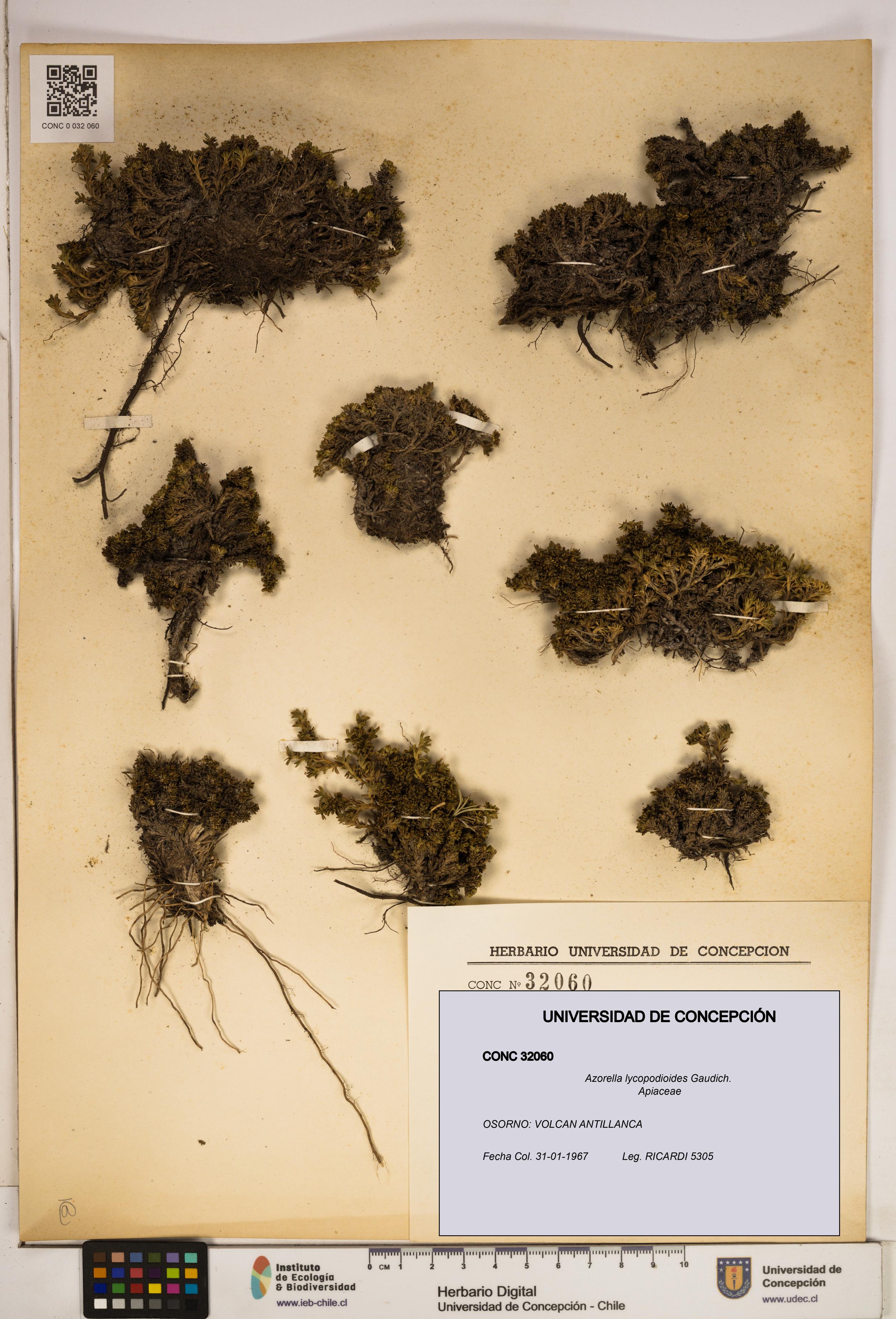 Azorella lycopodioides [Espécimen: ]