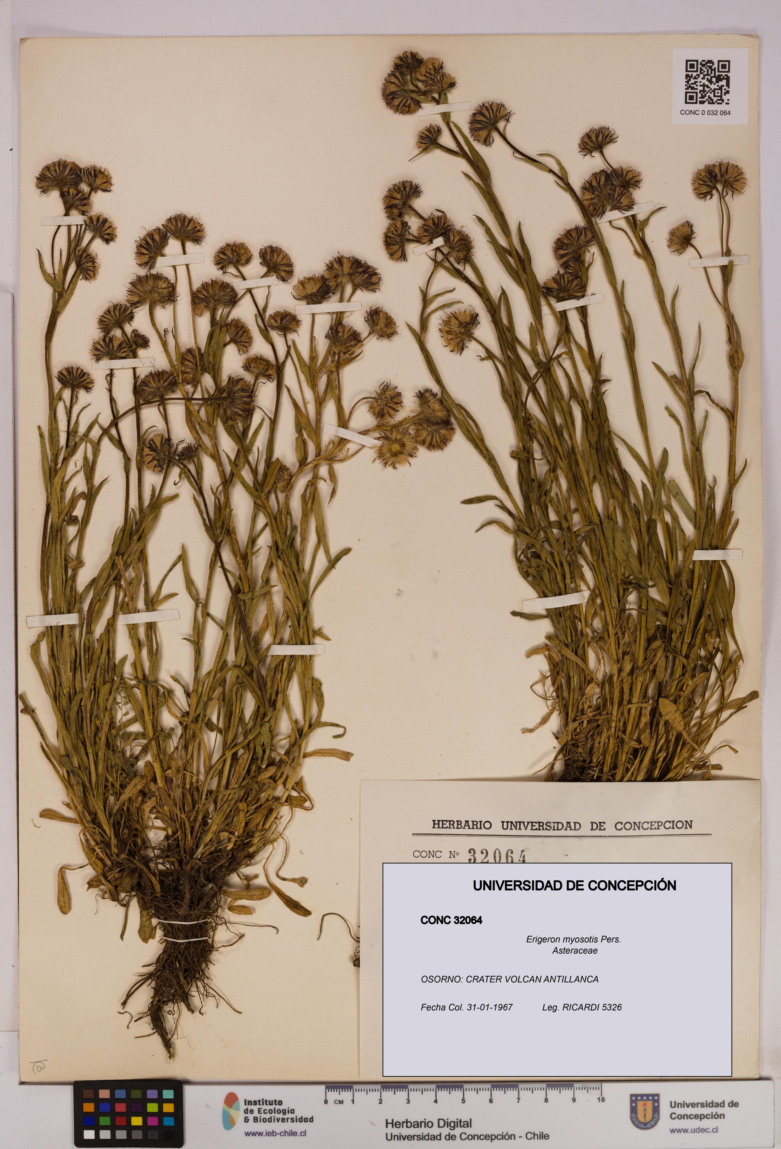 Erigeron myosotis [Espécimen: UDEC:CONC:0032064]