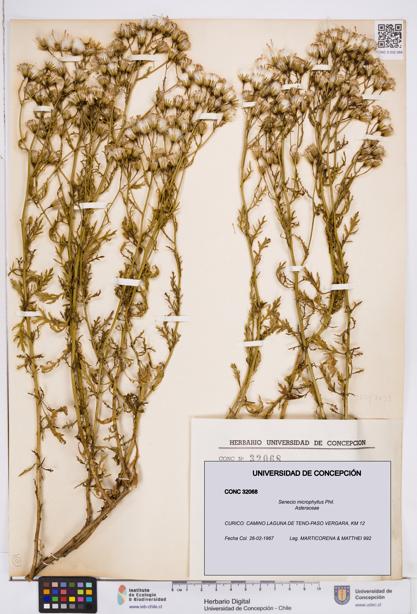 Senecio microphyllus [Espécimen: ]