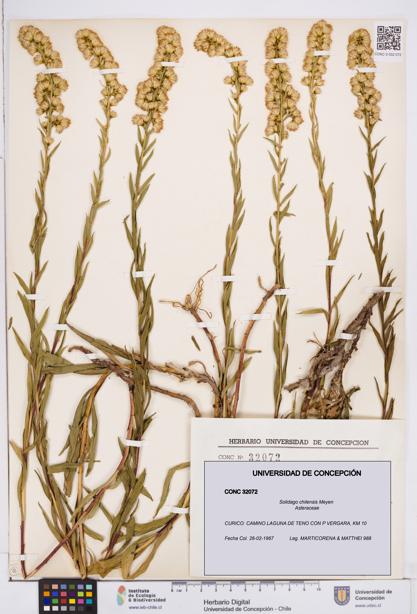 Solidago chilensis [Espécimen: ]