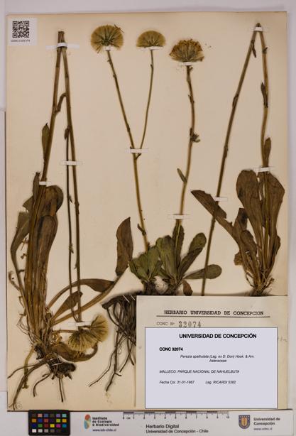 Perezia spathulata [Espécimen: UDEC:CONC:0032074]