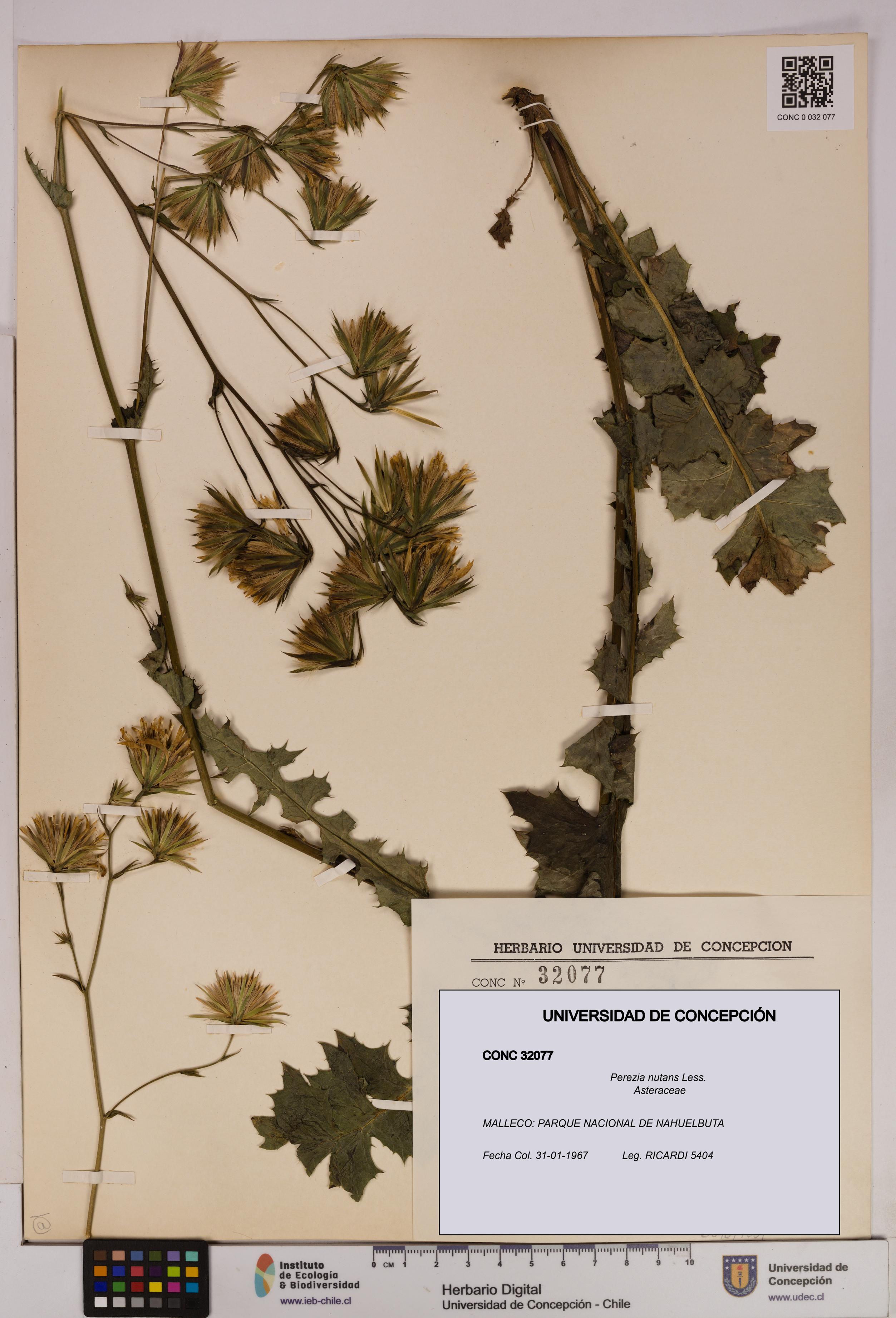 Perezia nutans [Espécimen: UDEC:CONC:0032077]