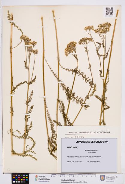 Achillea millefolium [Espécimen: ]
