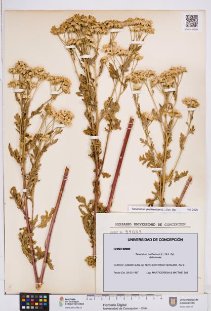 Tanacetum parthenium [Espécimen: ]