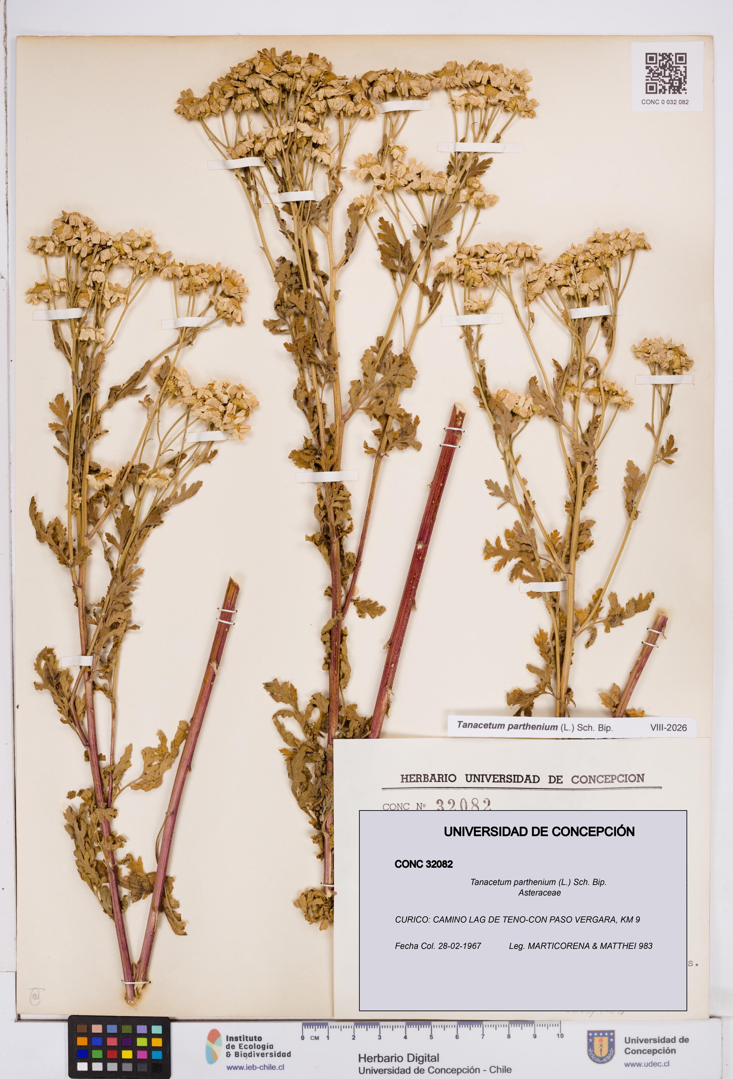 Tanacetum parthenium [Espécimen: ]