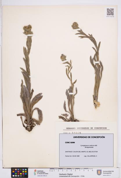 Cynoglossum creticum [Espécimen: ]