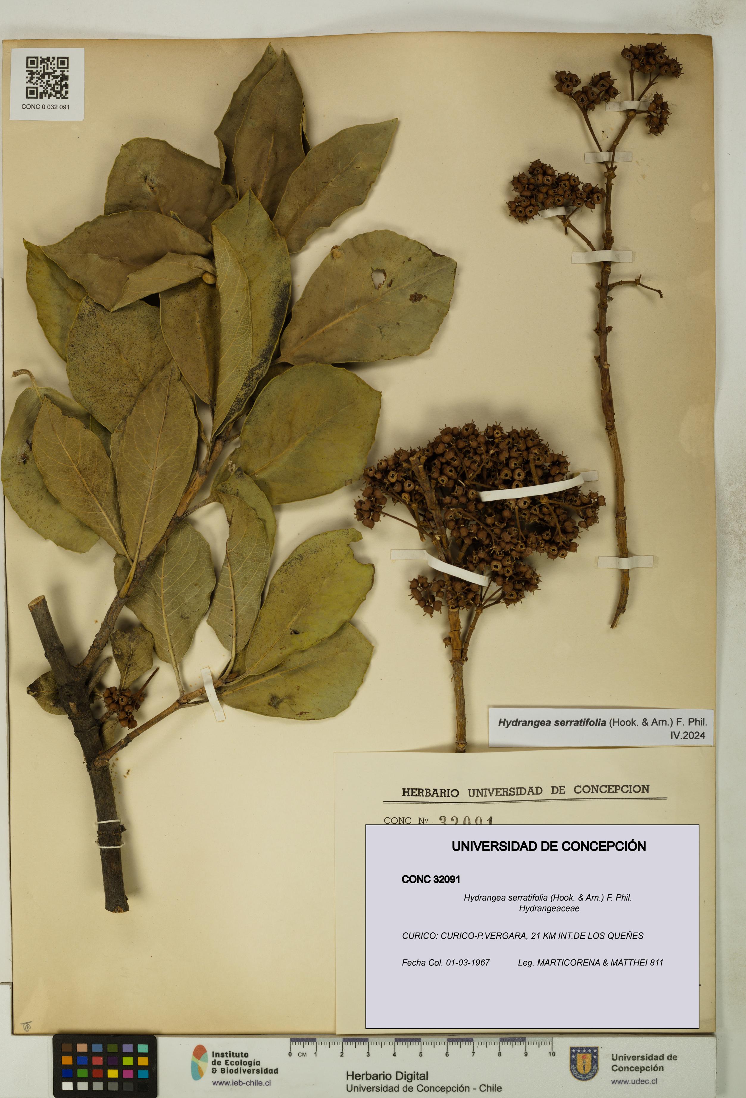 Hydrangea serratifolia [Espécimen: UDEC:CONC:0032091]