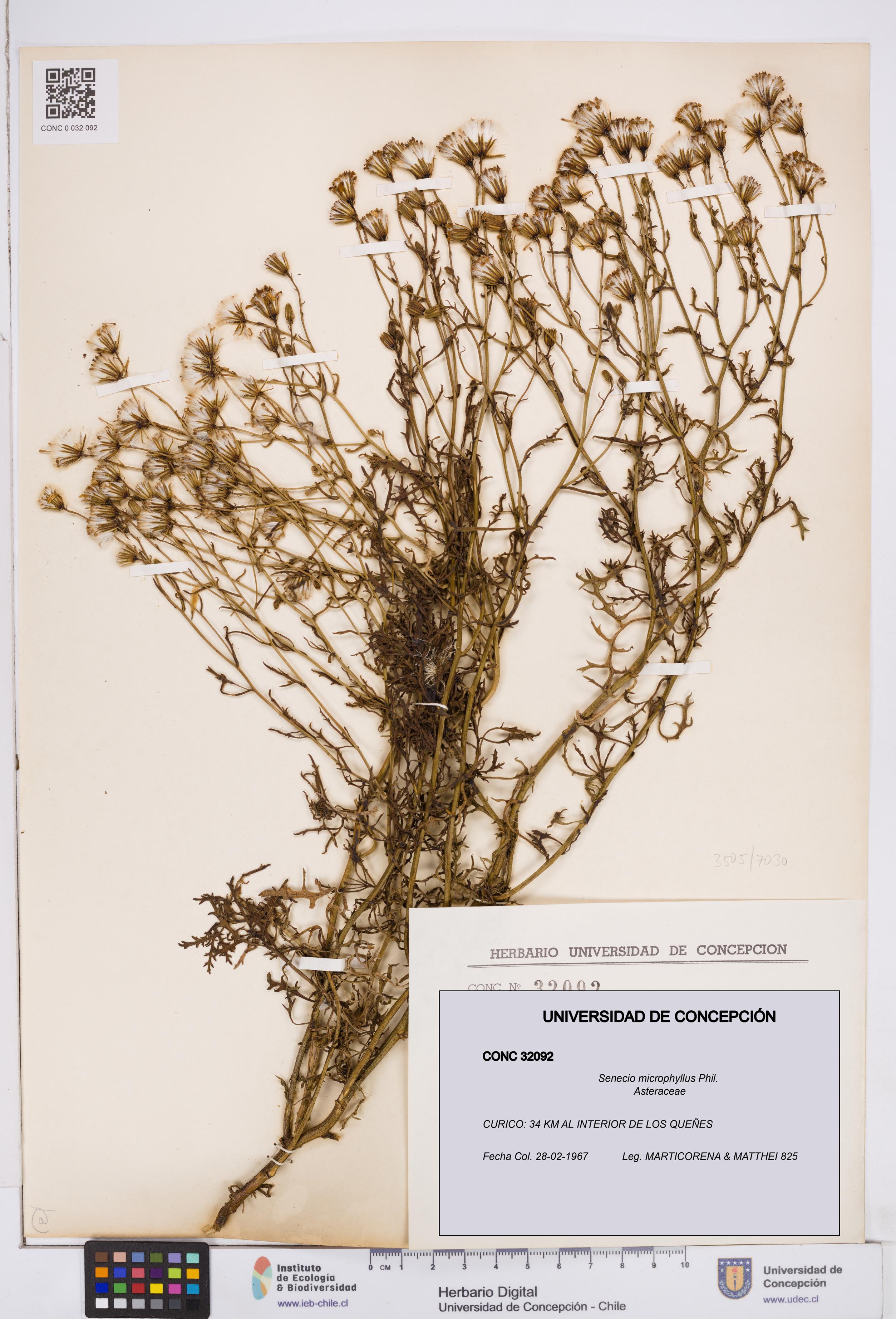 Senecio microphyllus [Espécimen: ]