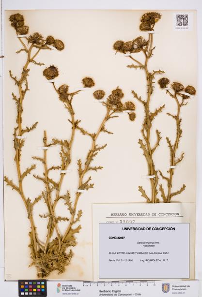 Senecio murinus [Espécimen: ]