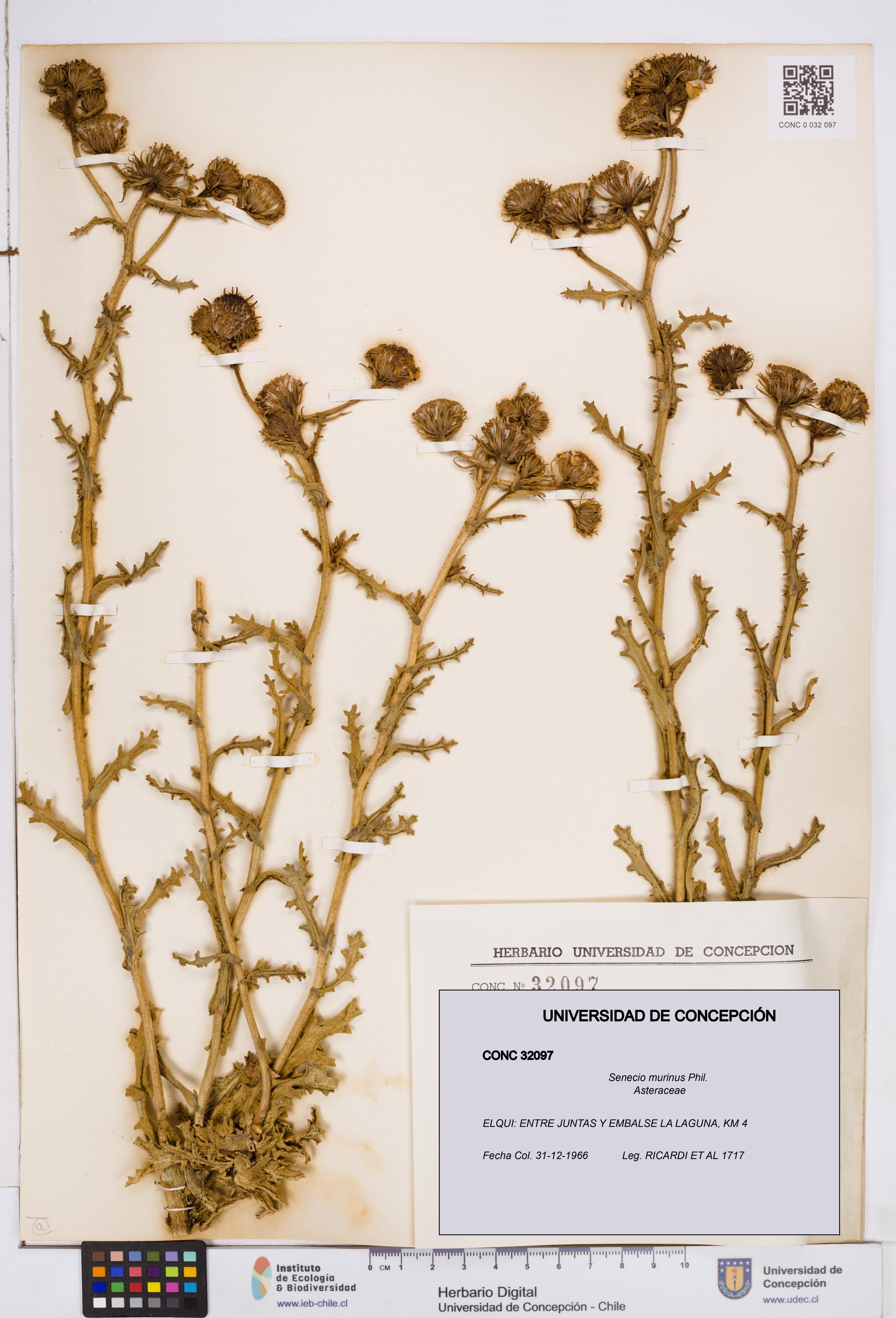 Senecio murinus [Espécimen: ]