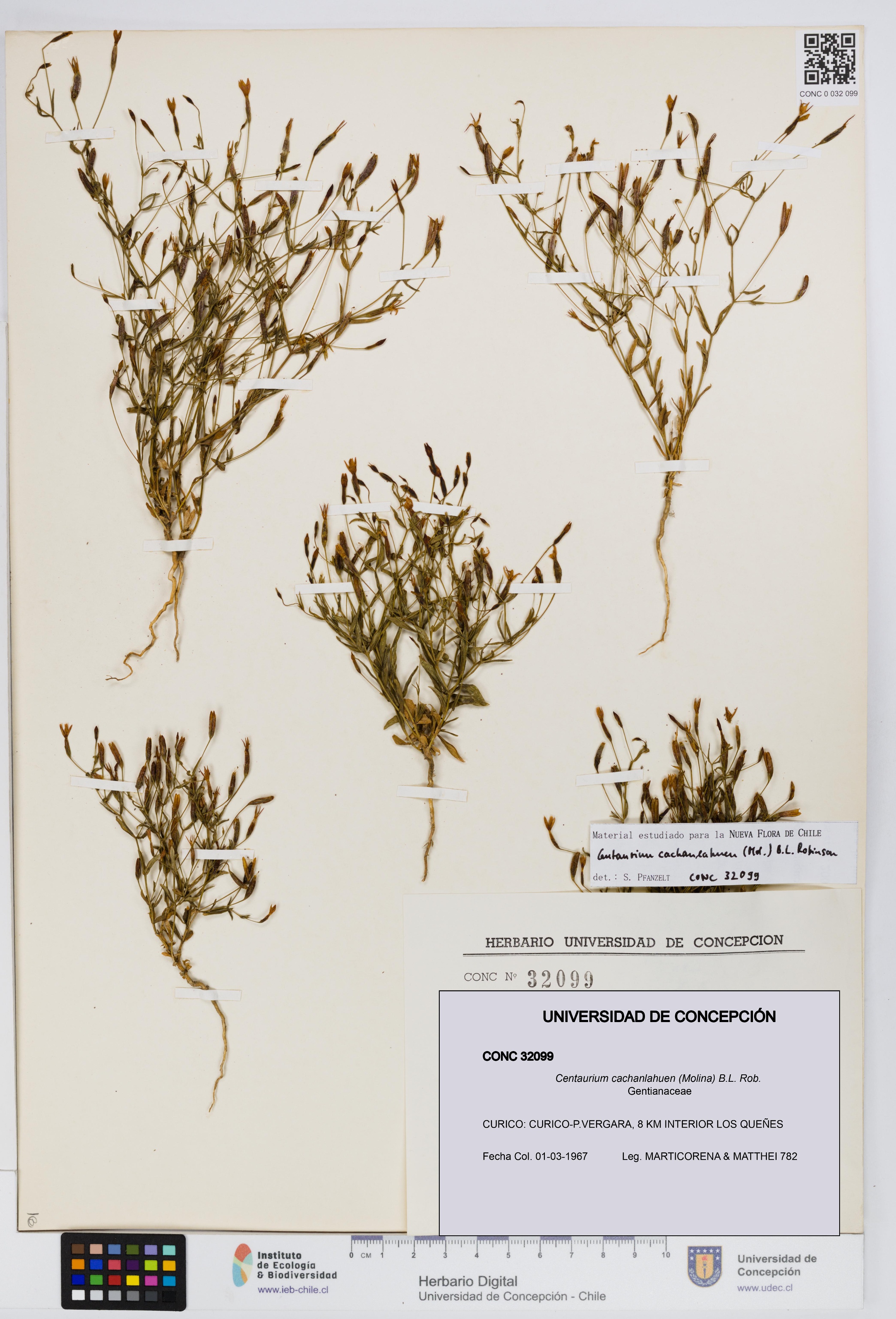 Centaurium cachanlahuen [Espécimen: UDEC:CONC:0032099]