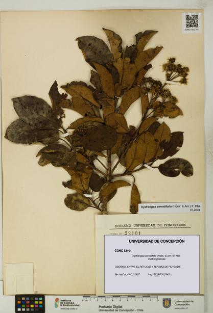 Hydrangea serratifolia [Espécimen: UDEC:CONC:0032101]