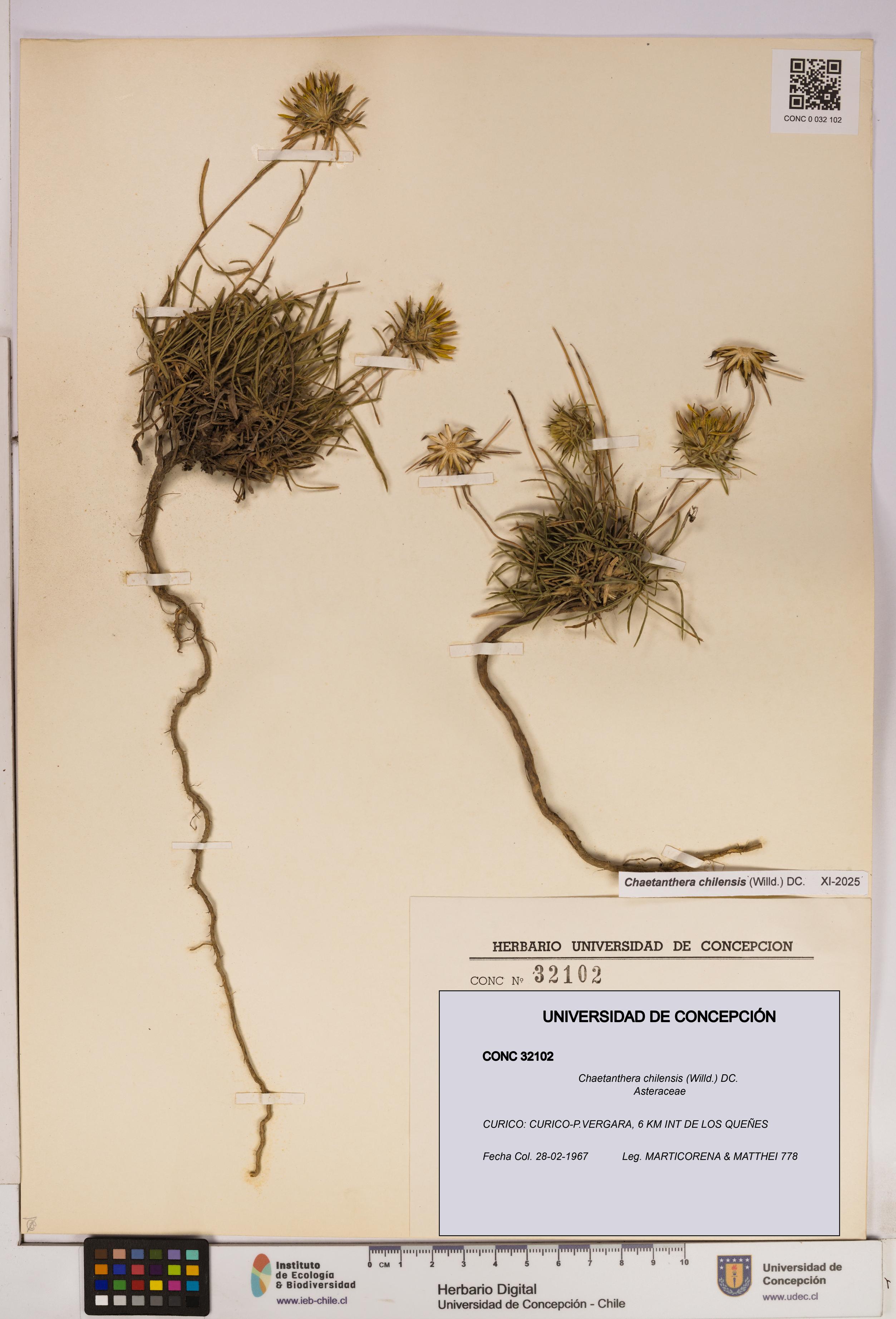 Chaetanthera chilensis [Espécimen: UDEC:CONC:0032102]