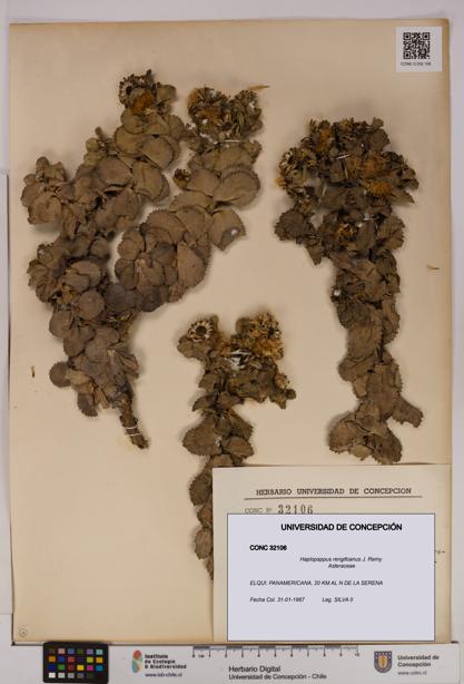 Haplopappus rengifoanus [Espécimen: UDEC:CONC:0032106]