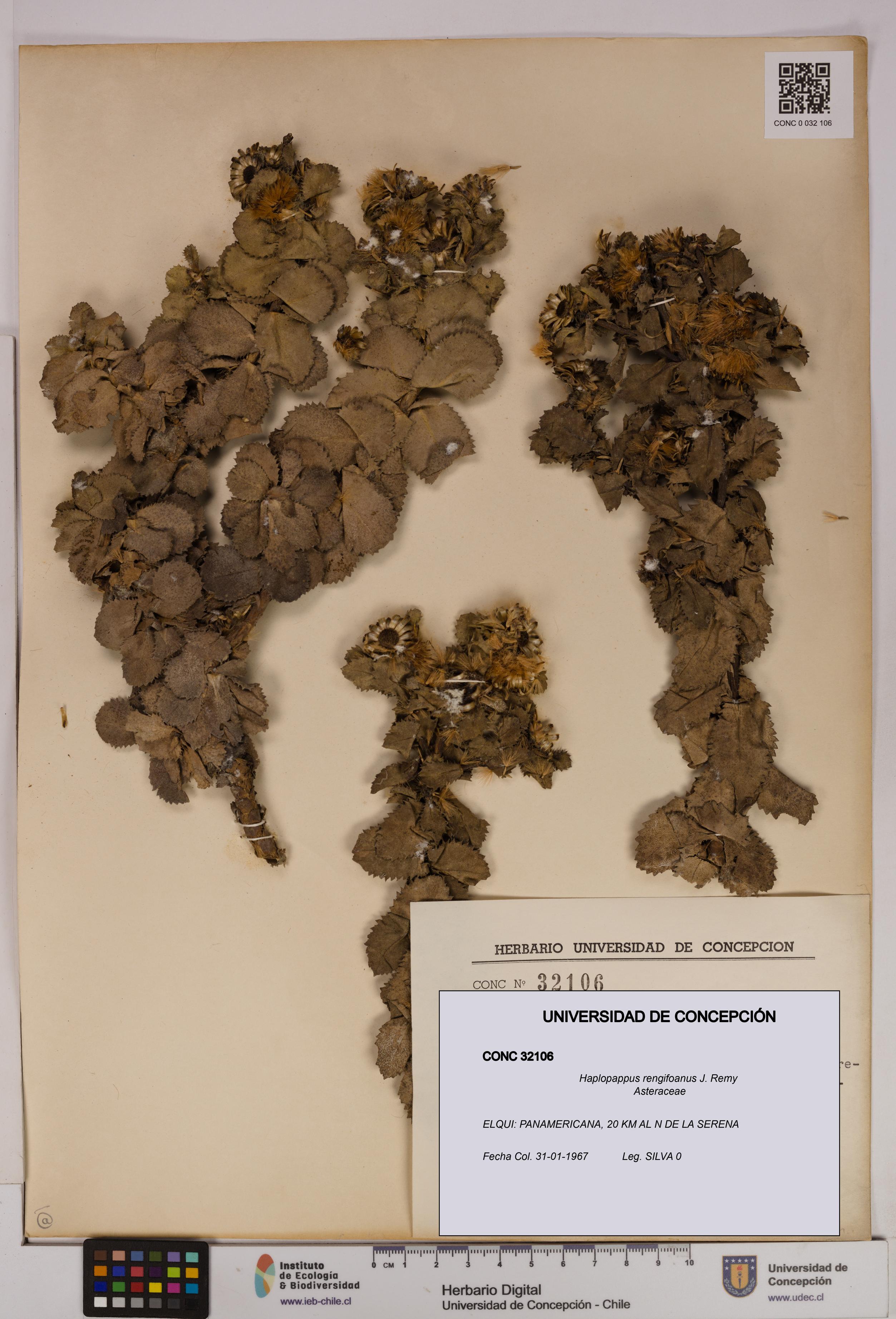 Haplopappus rengifoanus [Espécimen: UDEC:CONC:0032106]