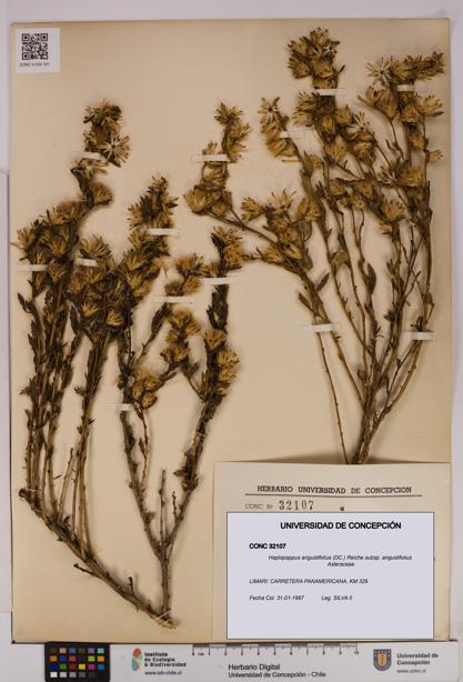 Haplopappus angustifolius subsp. angustifolius [Espécimen: UDEC:CONC:0032107]