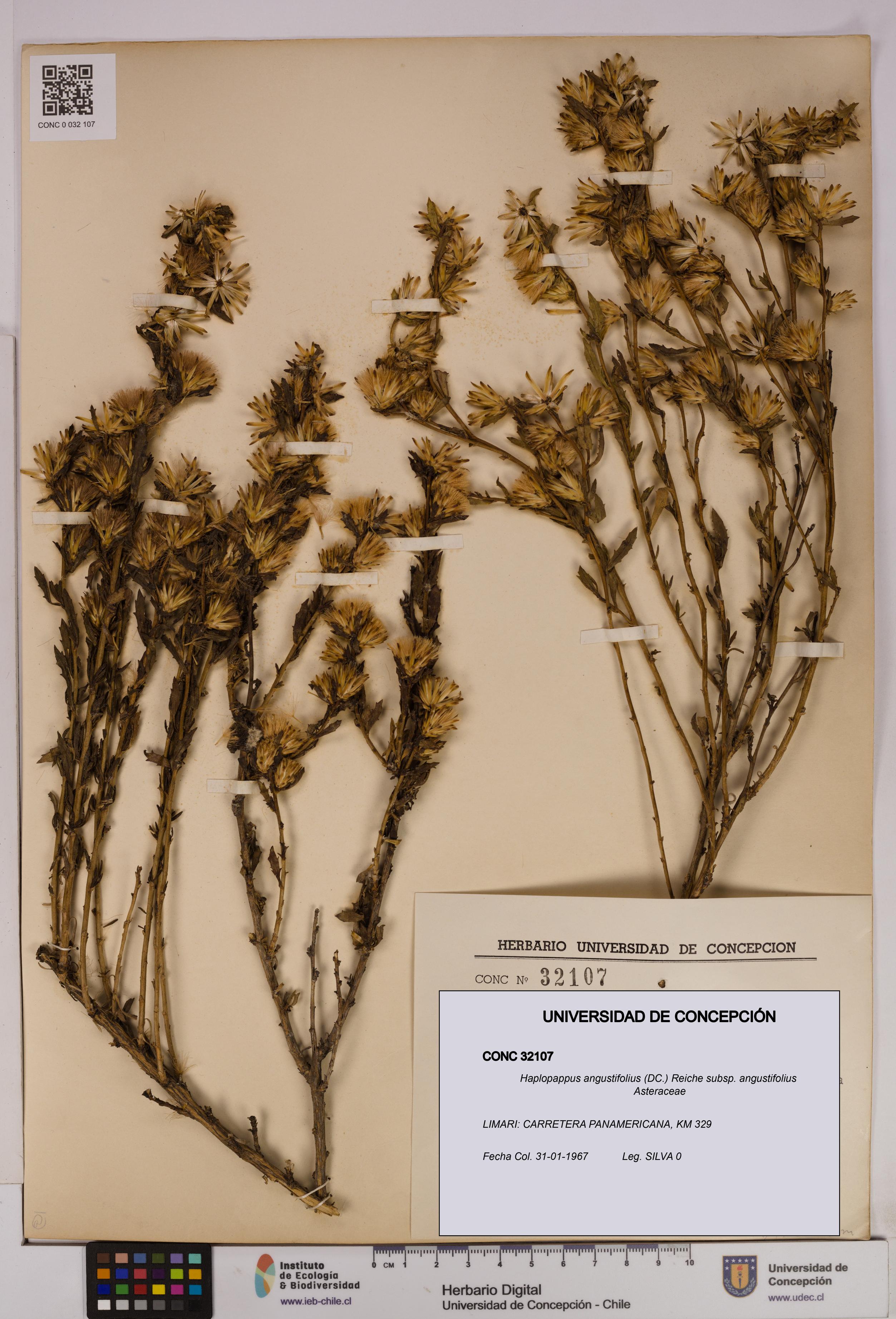 Haplopappus angustifolius subsp. angustifolius [Espécimen: UDEC:CONC:0032107]
