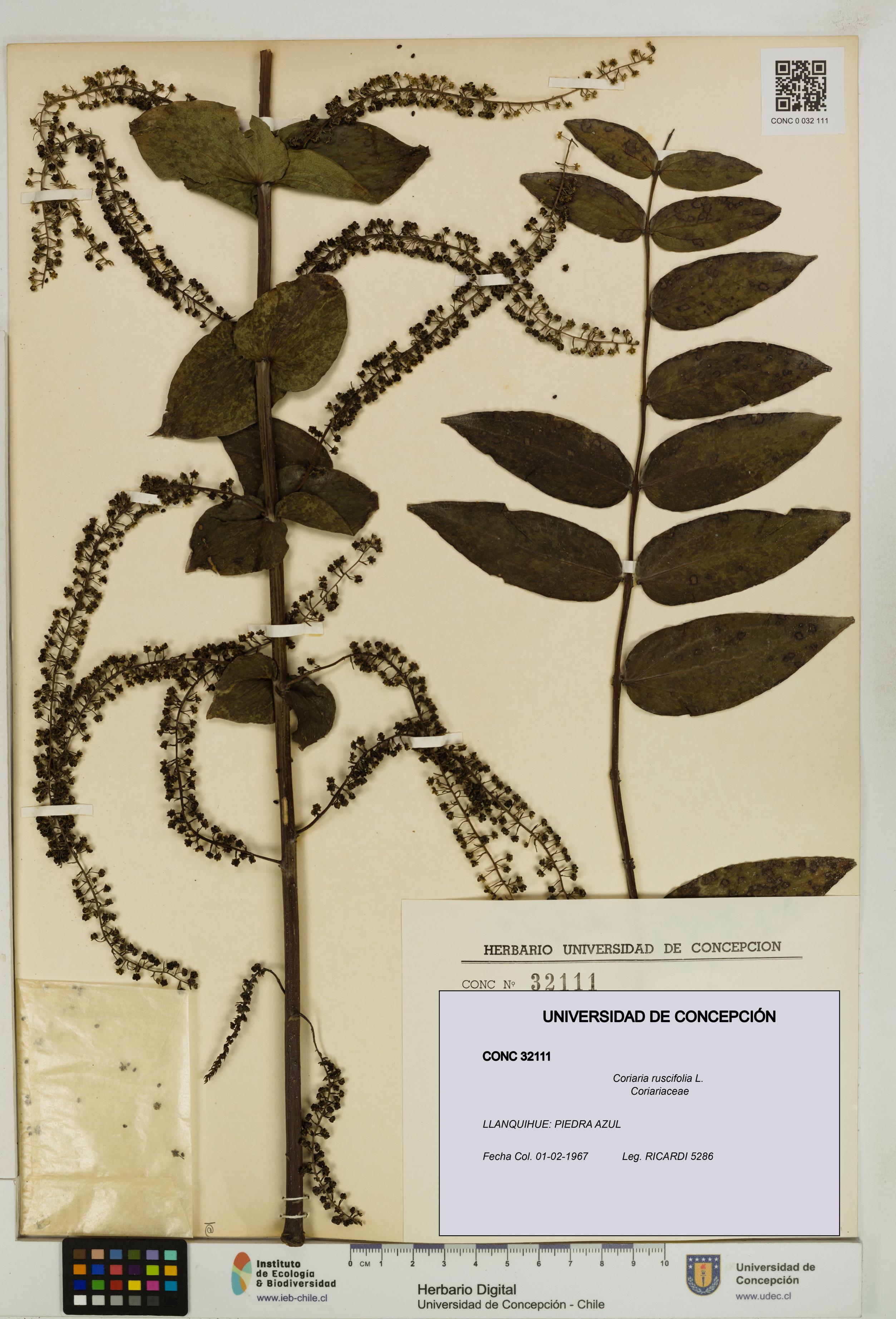 Coriaria ruscifolia [Espécimen: ]