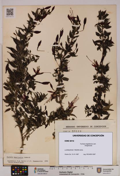 Fuchsia magellanica [Espécimen: UDEC:CONC:0032112]
