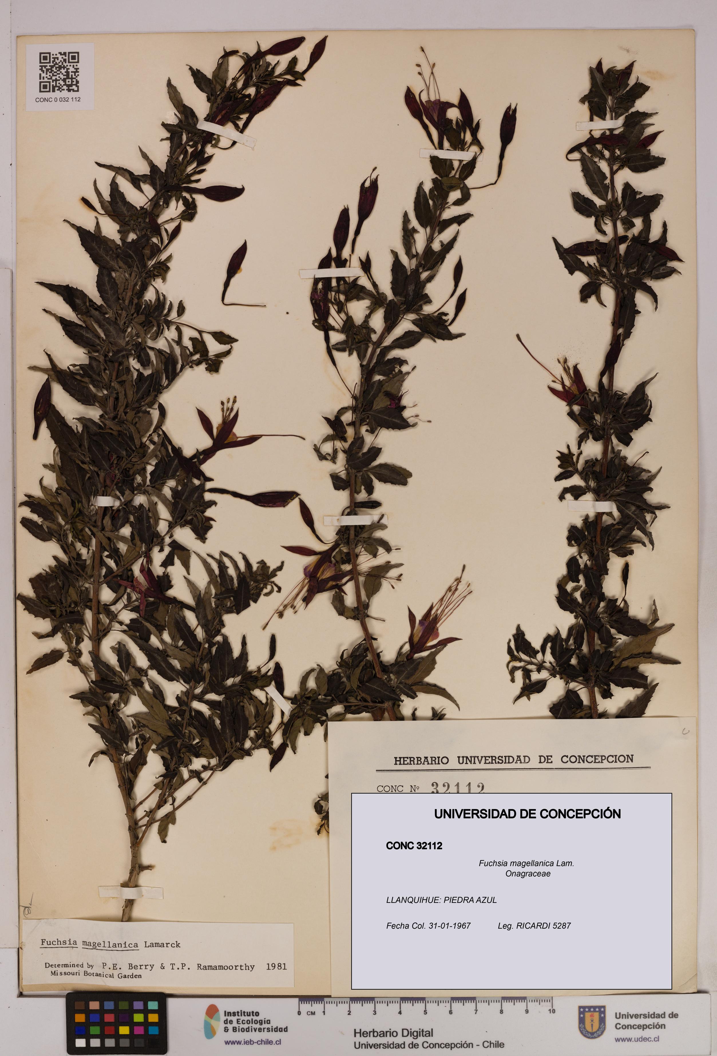 Fuchsia magellanica [Espécimen: UDEC:CONC:0032112]