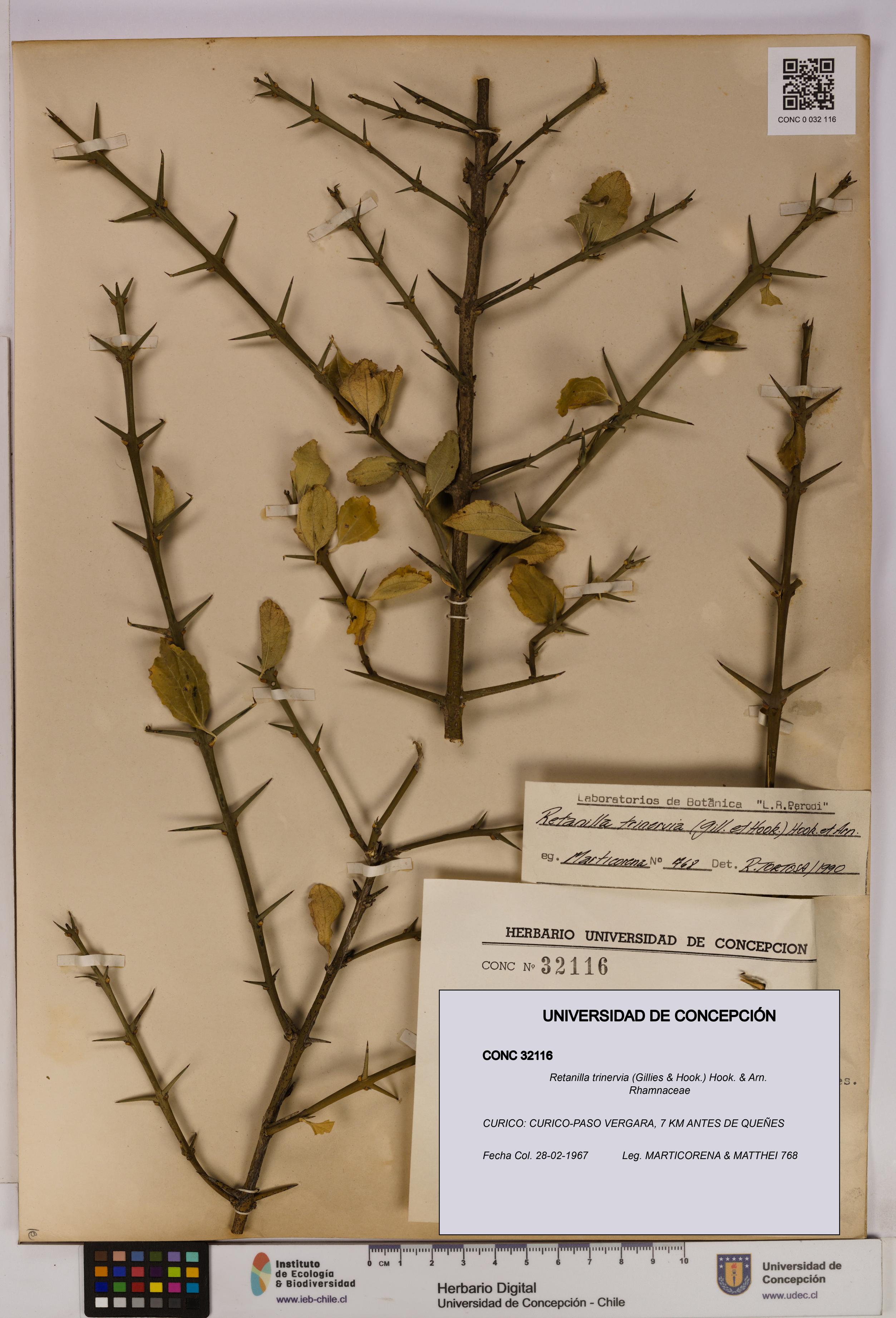 Retanilla trinervia [Espécimen: UDEC:CONC:0032116]