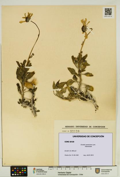 Encelia canescens [Espécimen: UDEC:CONC:0032120]