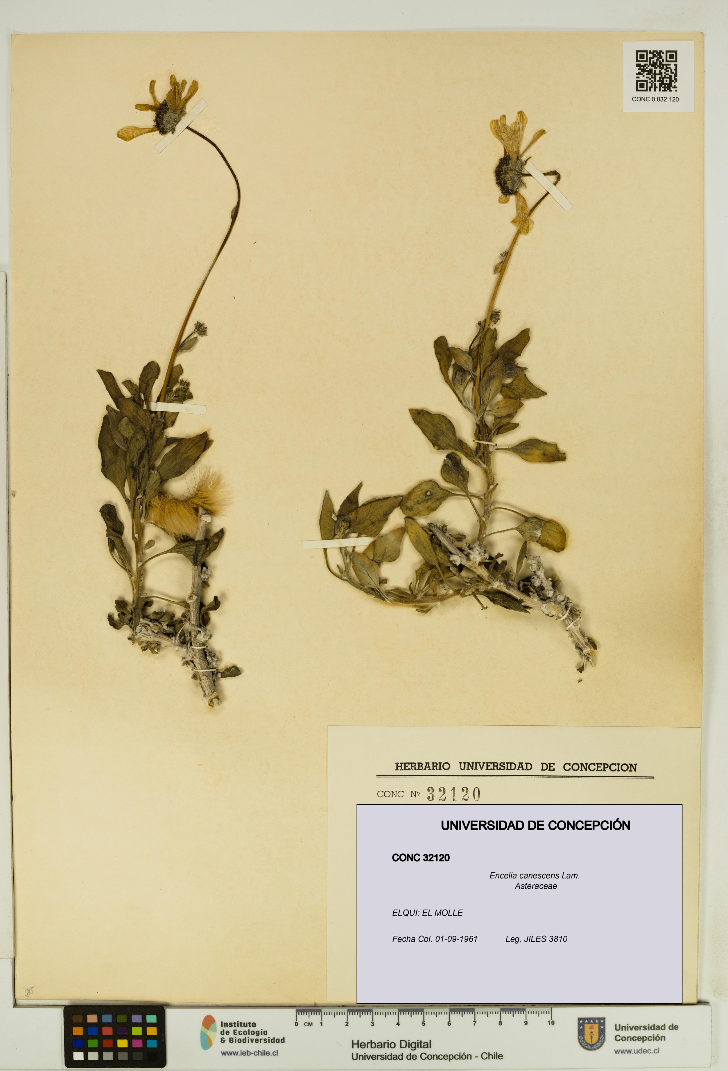 Encelia canescens [Espécimen: UDEC:CONC:0032120]