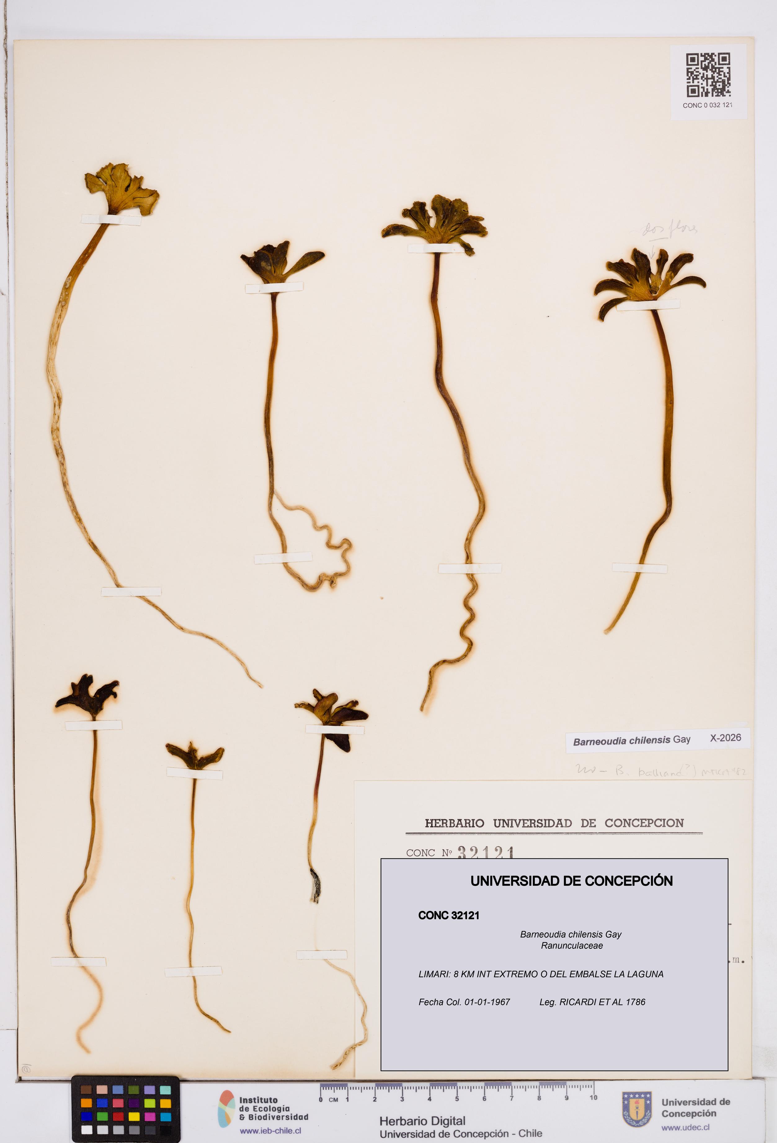 Barneoudia chilensis [Espécimen: ]